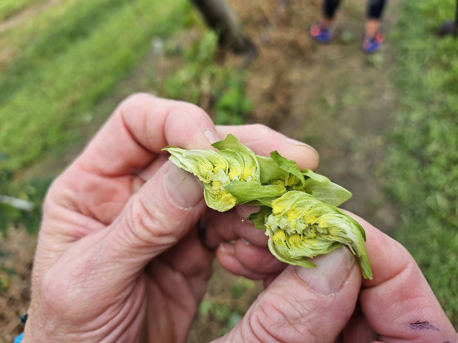 Inside a Cascade hop